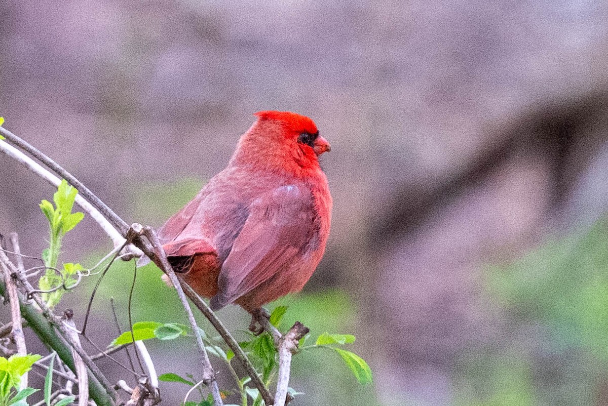 Northern Cardinal - Ted Kavanagh