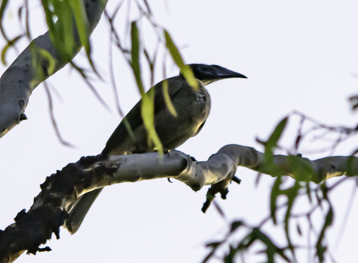 Helmeted Friarbird (Hornbill) - ML617328363