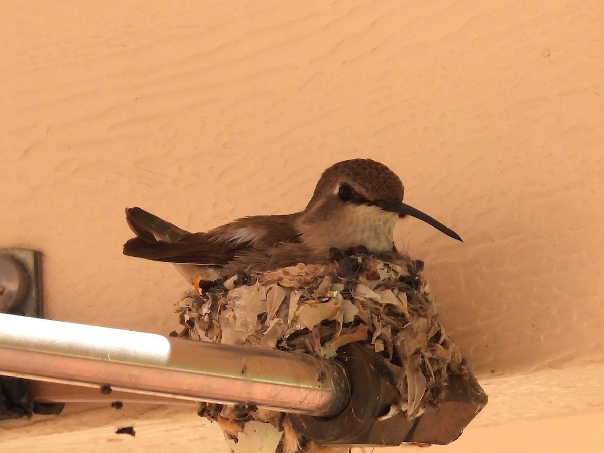 Costa's Hummingbird - ML617328485