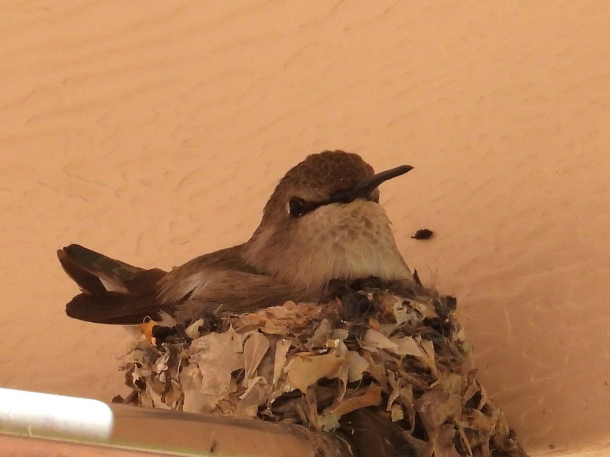 Costa's Hummingbird - ML617328486