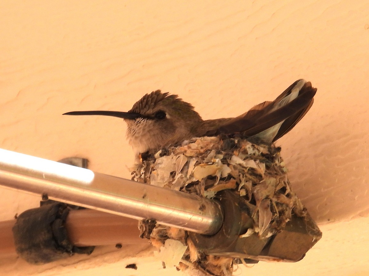 Costa's Hummingbird - ML617328487