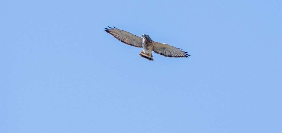 Broad-winged Hawk - ML617328518