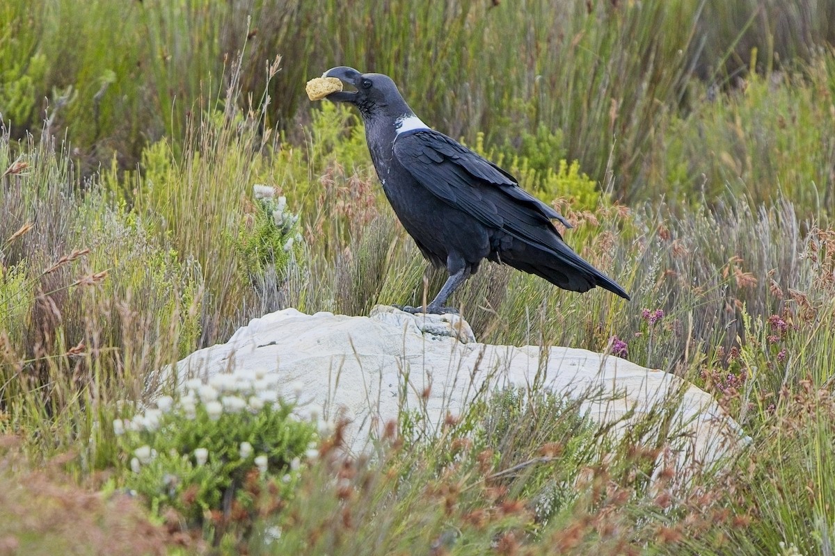 White-necked Raven - ML617328558