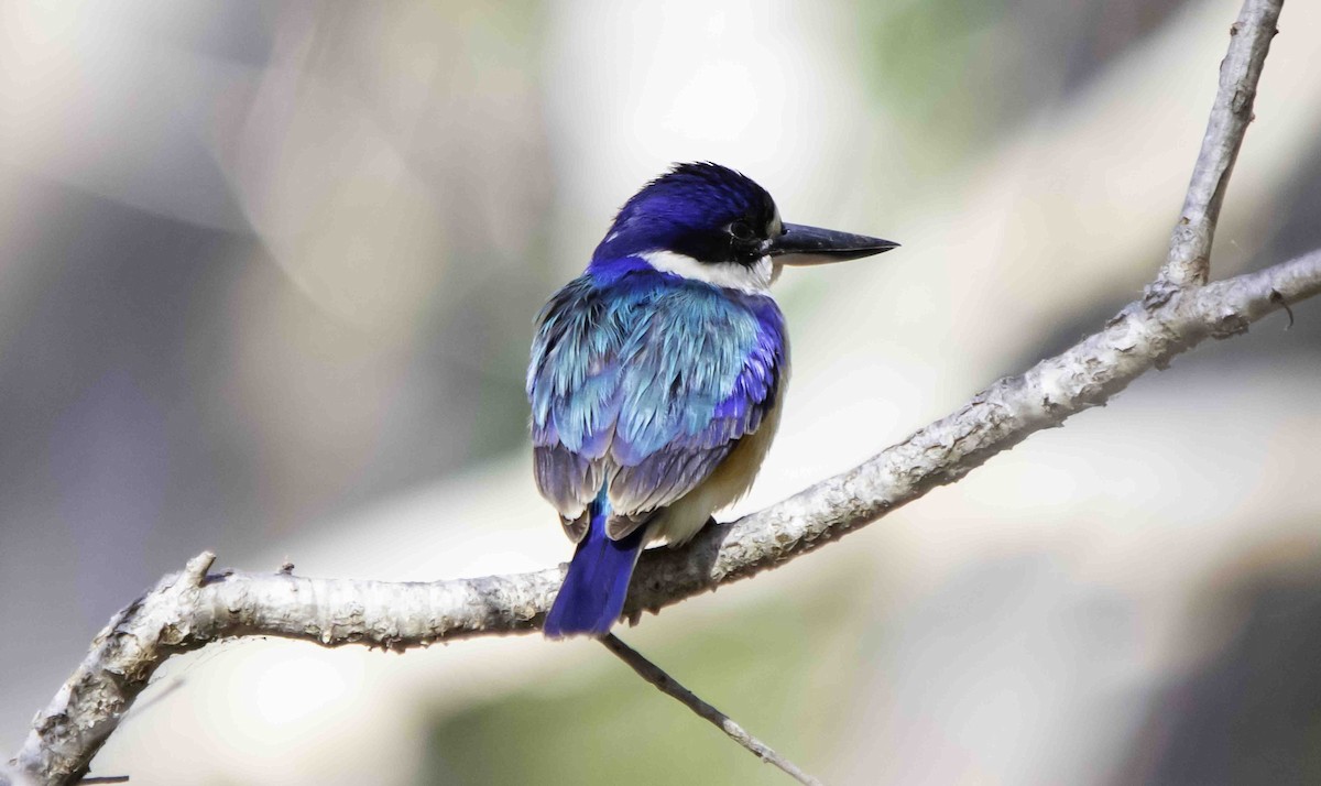 Forest Kingfisher - ML617328579