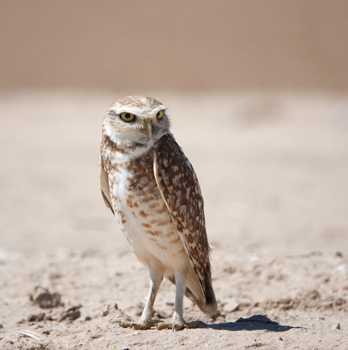 Burrowing Owl - ML617328600