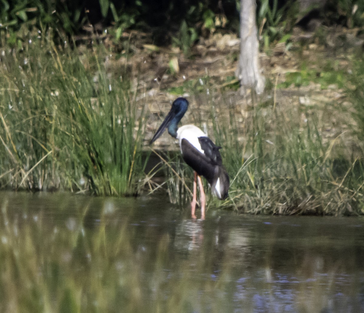 Black-necked Stork - ML617328627