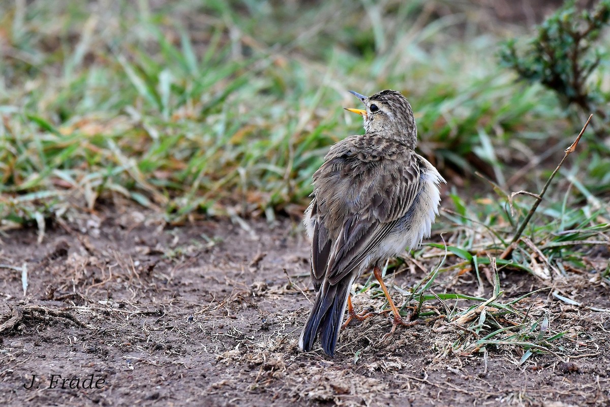 African Pipit - ML617328635
