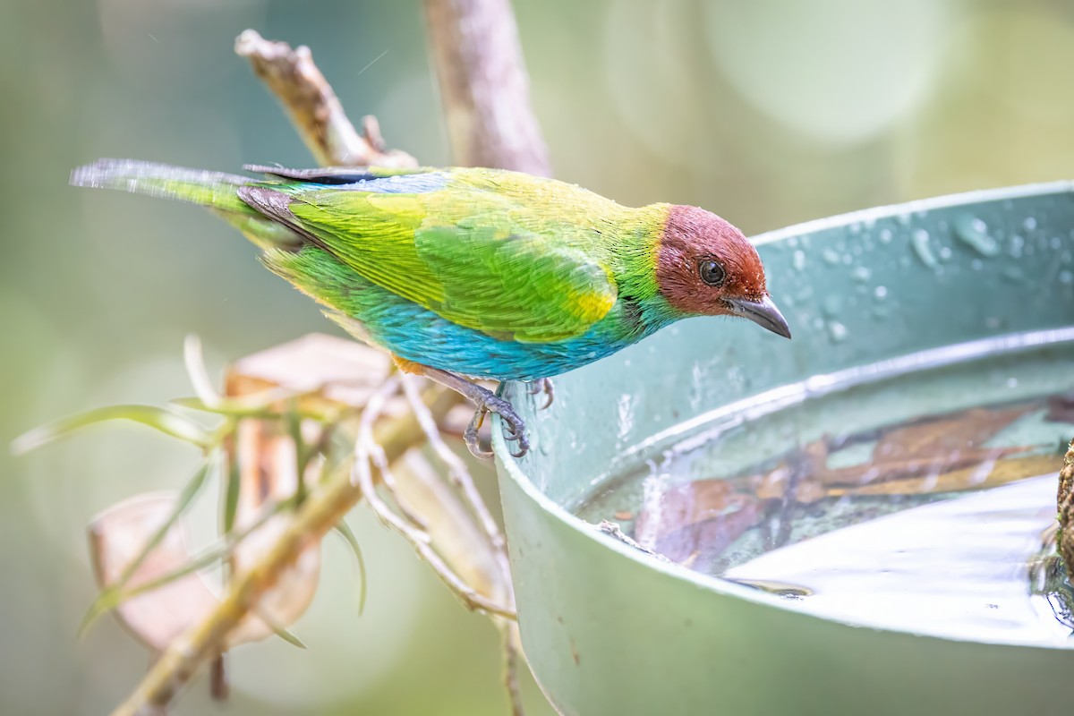Bay-headed Tanager - ML617328734