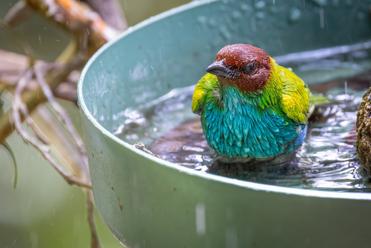 Bay-headed Tanager - ML617328740