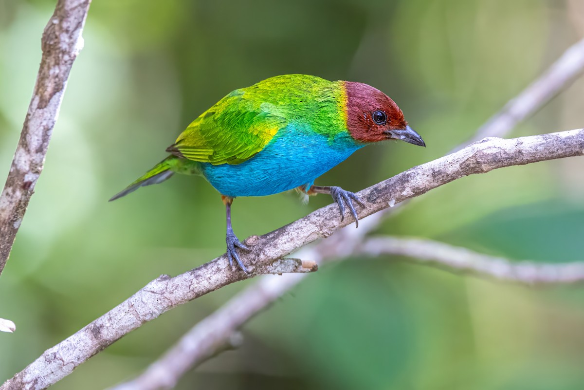 Bay-headed Tanager - ML617328756