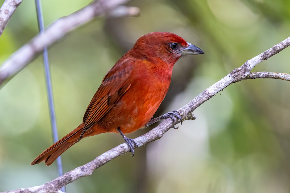 Hepatic Tanager - ML617328778