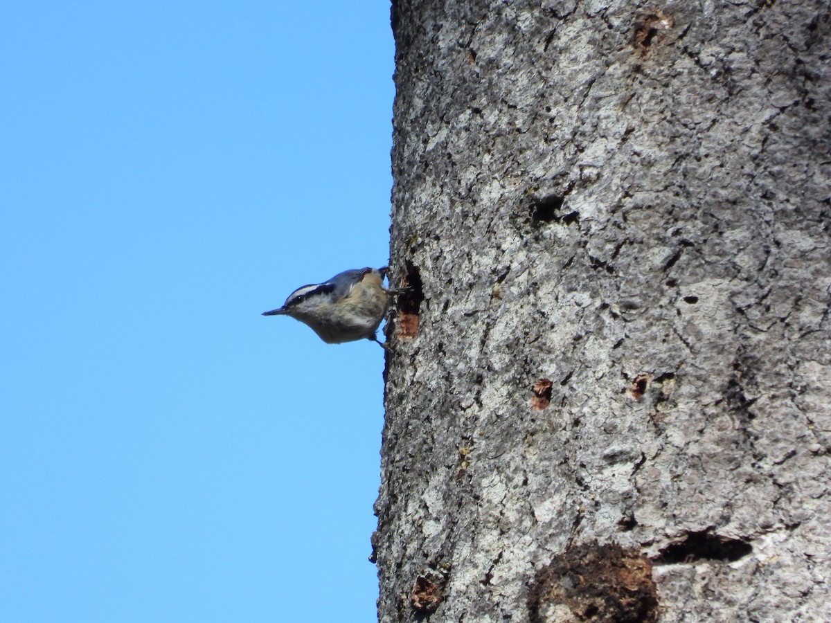 Red-breasted Nuthatch - ML617328779
