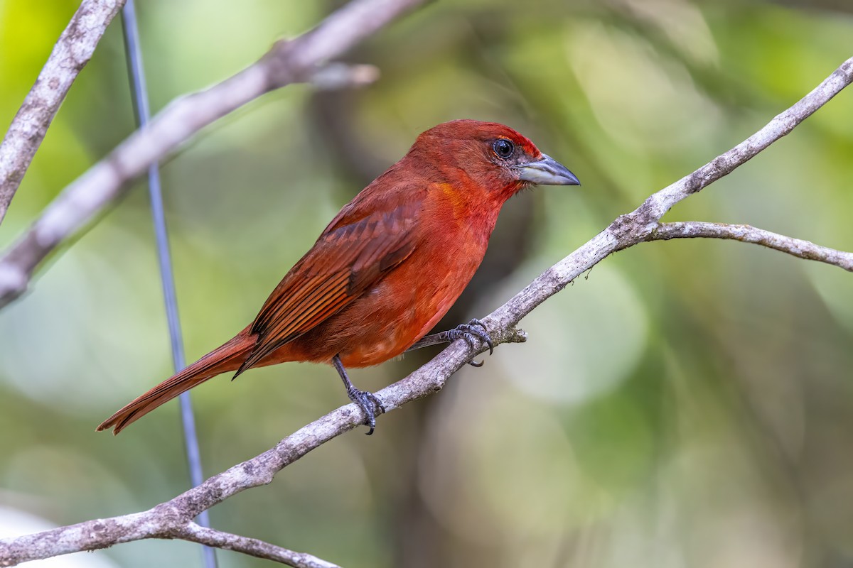 Hepatic Tanager - ML617328780