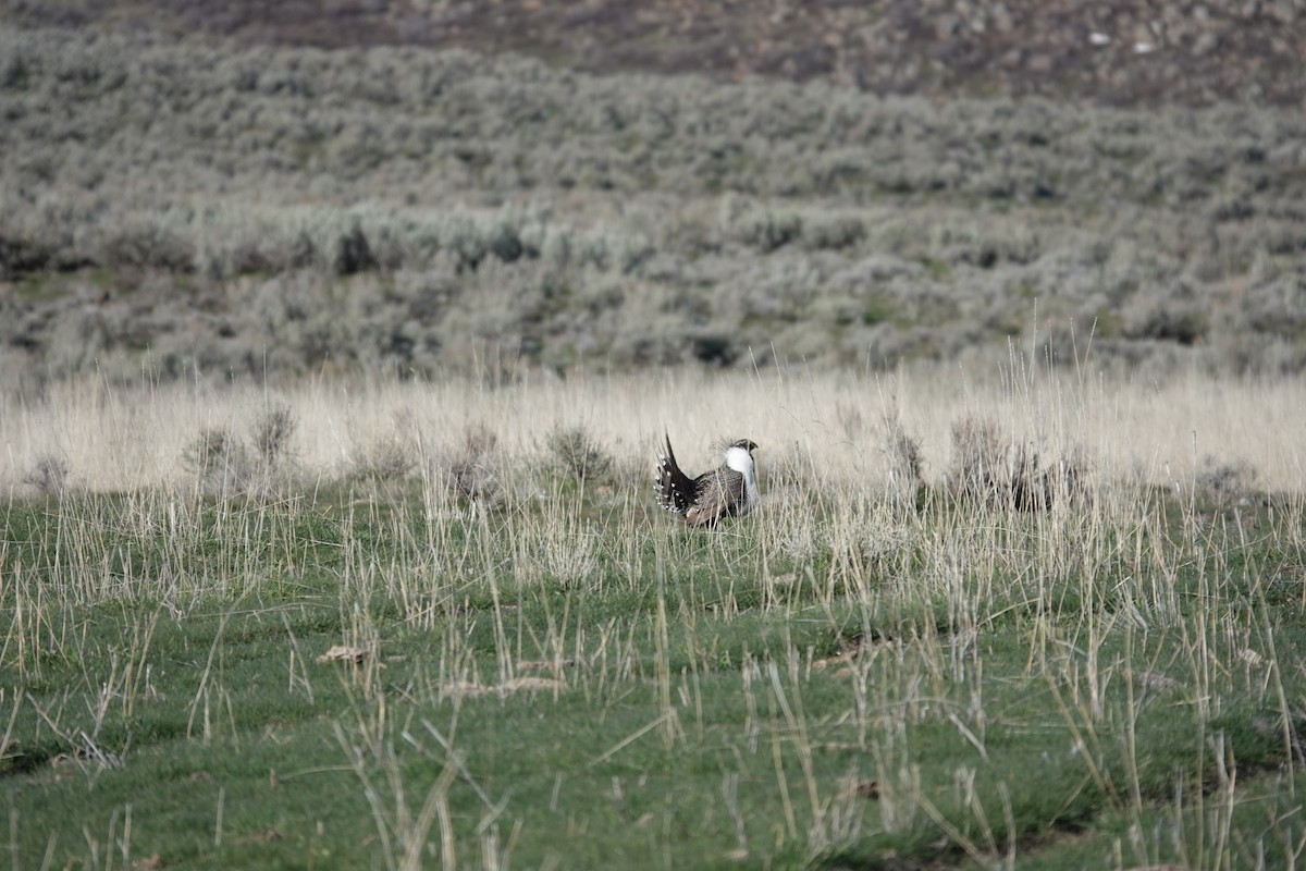 Greater Sage-Grouse - ML617328787