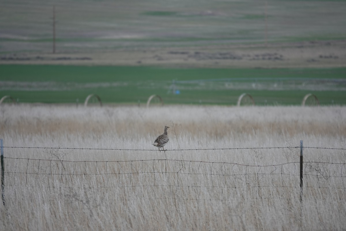 Sharp-tailed Grouse - Dominique Roche