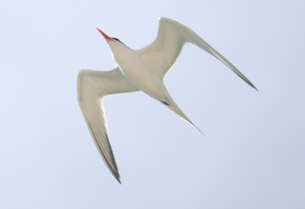 Royal Tern - Scott Lewis