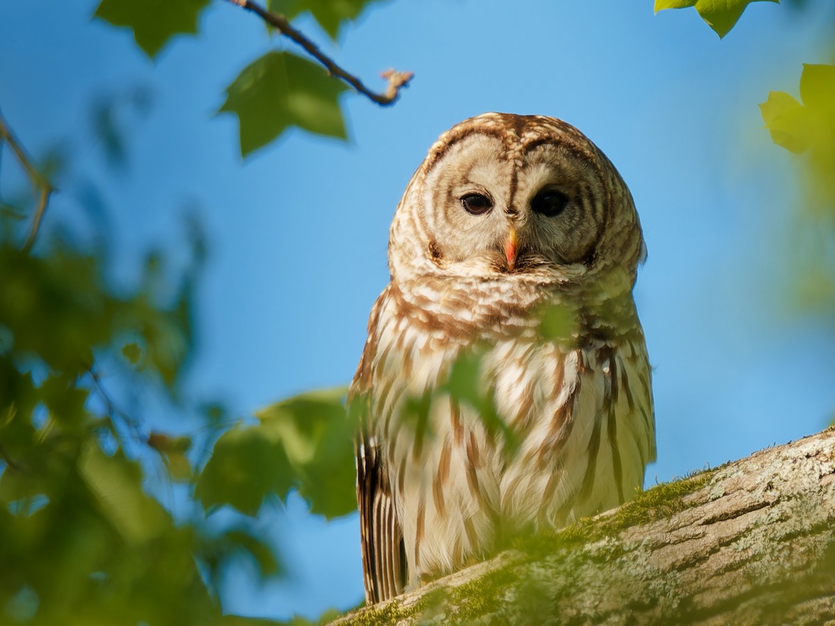 Barred Owl - Terry Miller 🦅