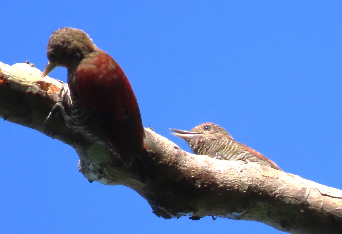 Blood-colored Woodpecker - ML617328951
