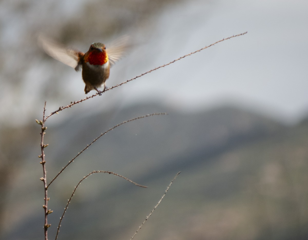 Rufous/Allen's Hummingbird - Audrey E.