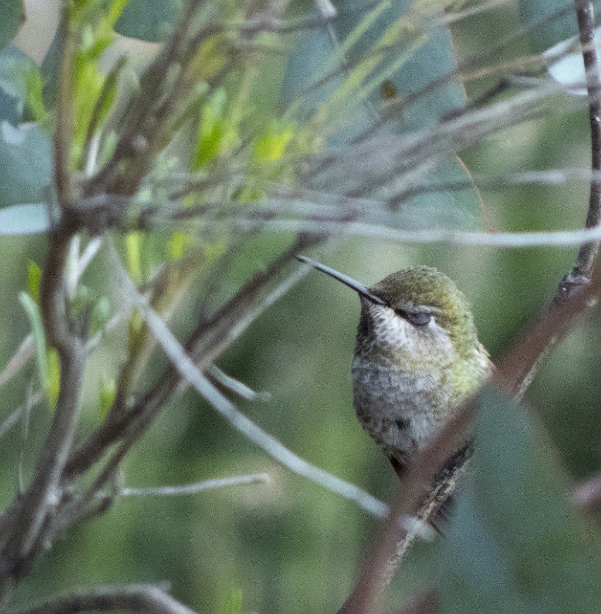 Anna's Hummingbird - ML617329011