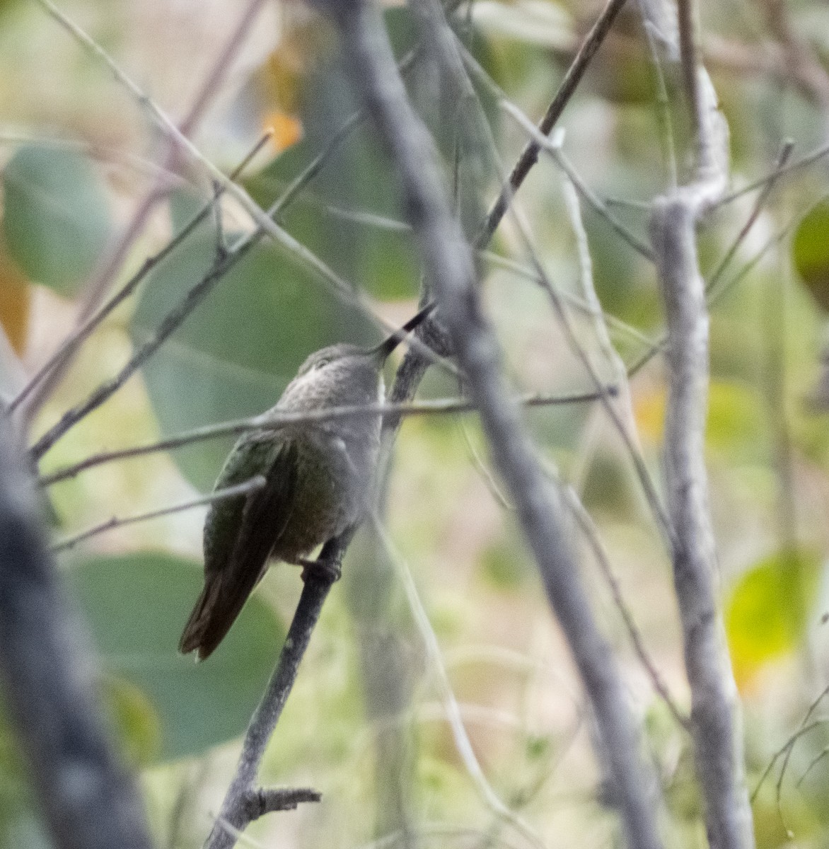 Anna's Hummingbird - ML617329012