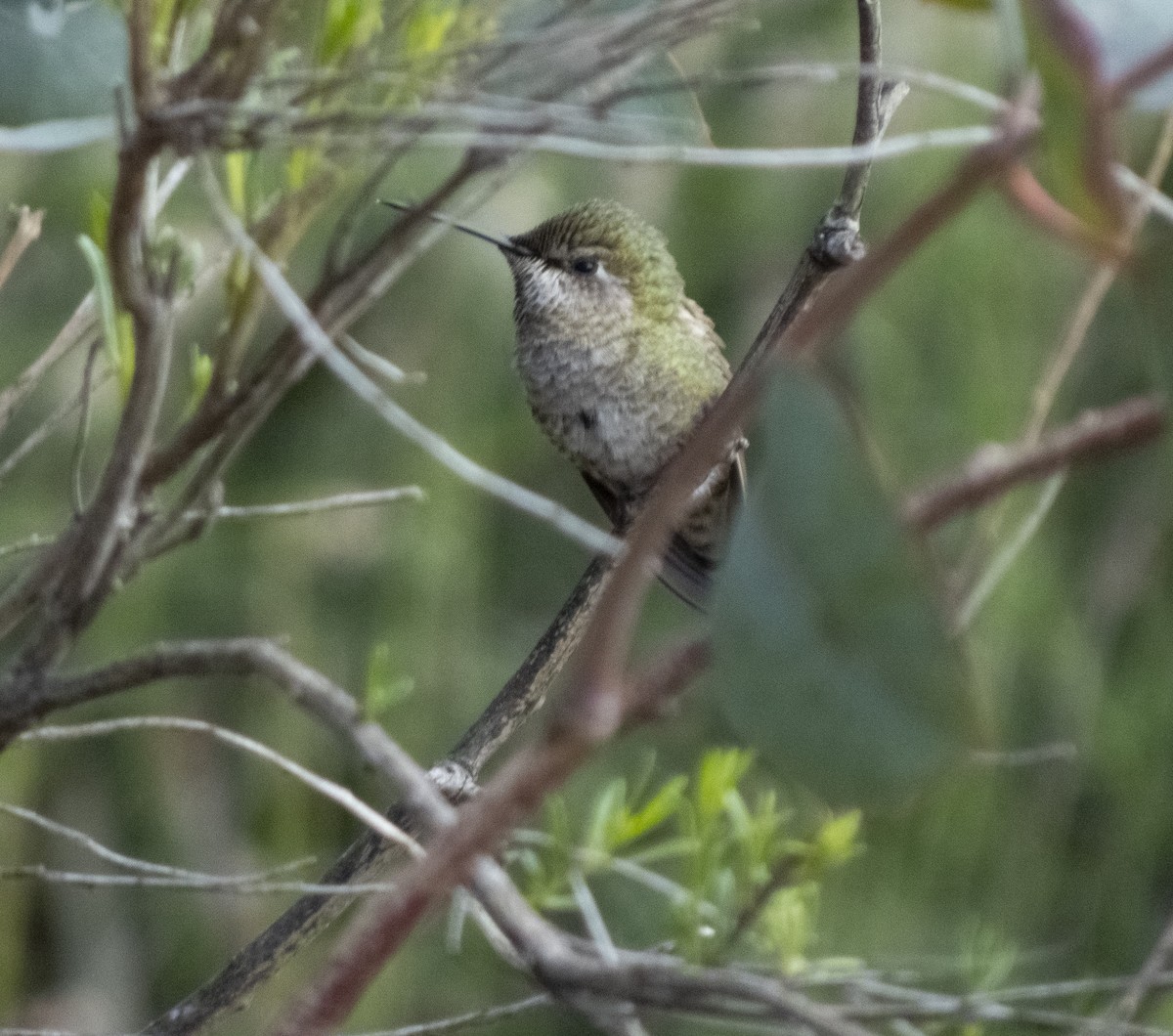 Anna's Hummingbird - ML617329013