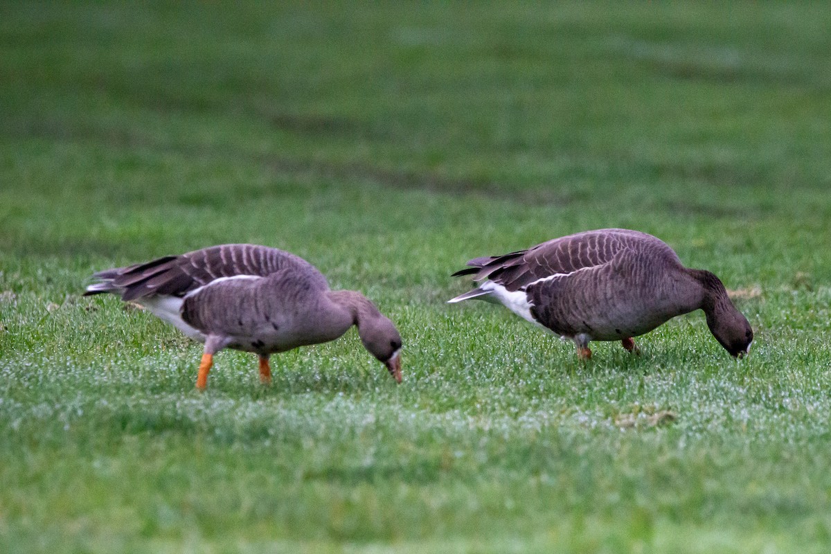 eBird Checklist - 13 Apr 2024 - Marymoor Park--Interpretive Trail - 55 ...