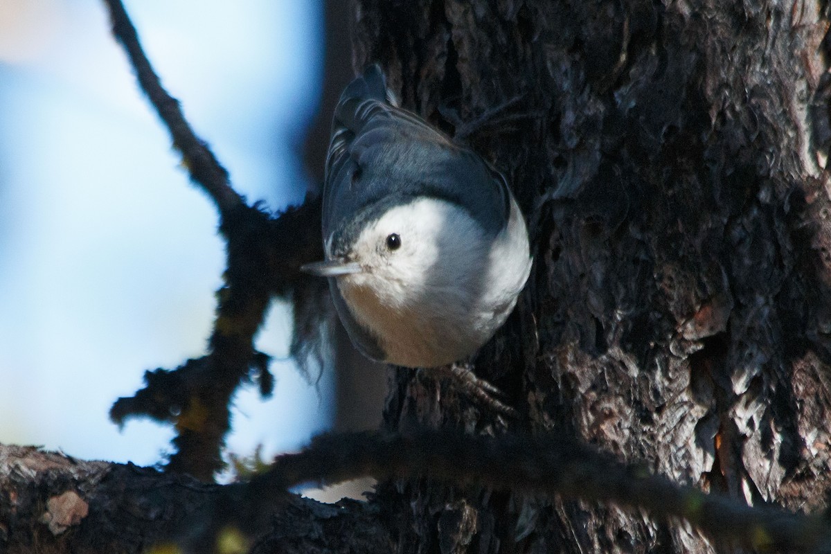 White-breasted Nuthatch - ML617329223