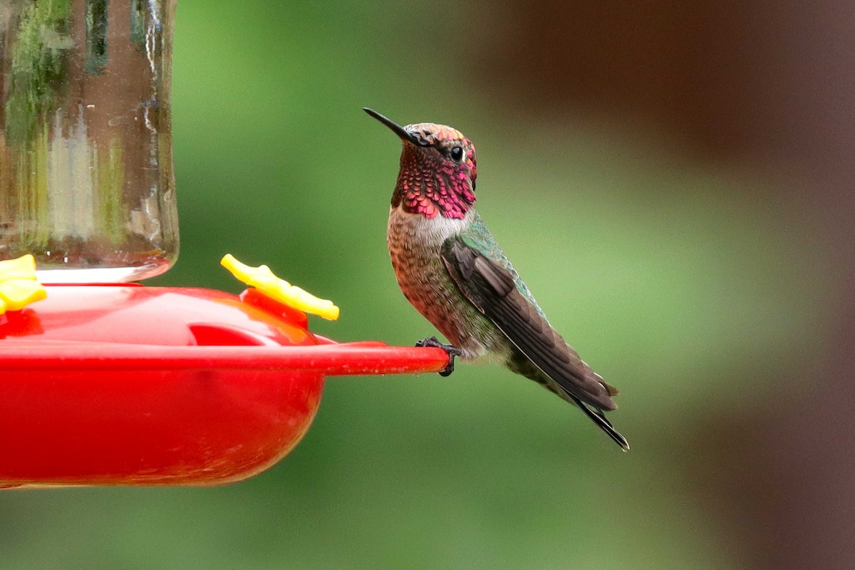 Anna's Hummingbird - ML617329229