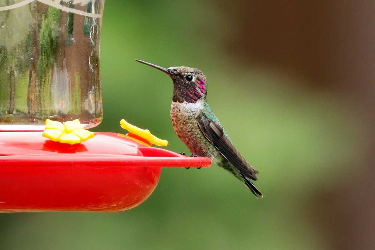 Anna's Hummingbird - ML617329230