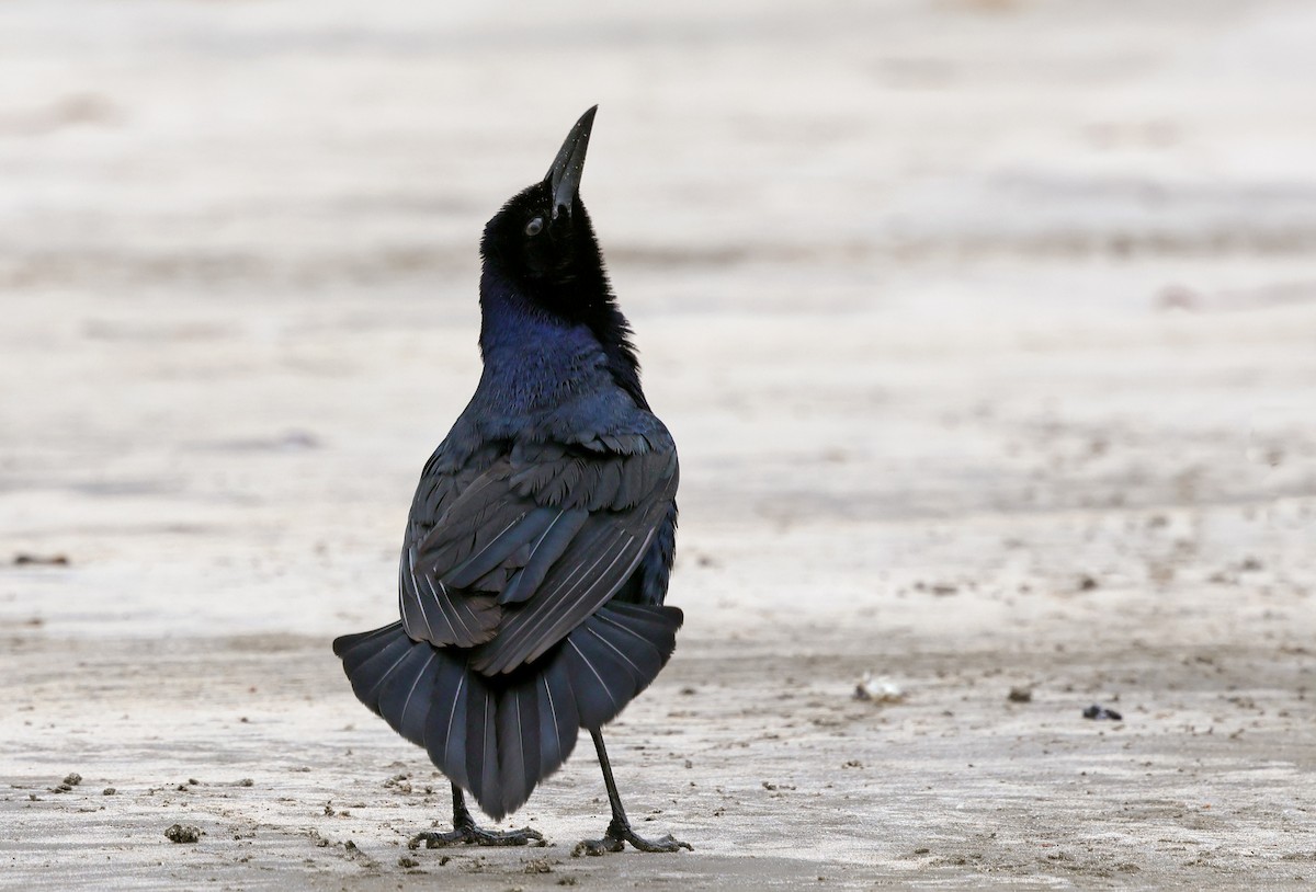Boat-tailed Grackle - ML617329285