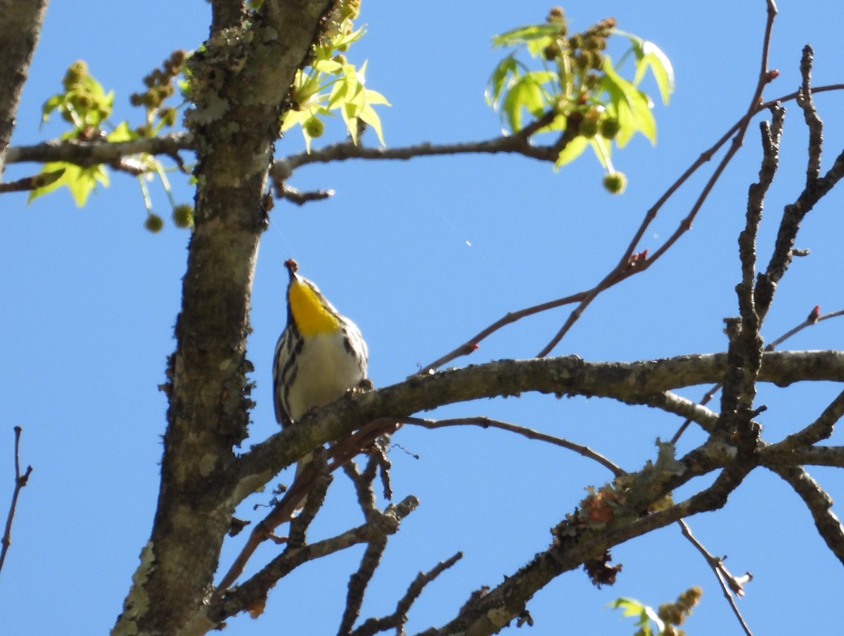 Yellow-throated Warbler - ML617329385