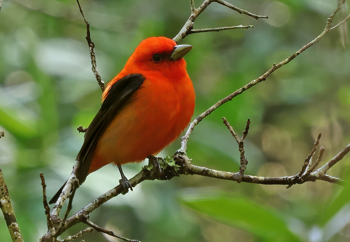 Scarlet Tanager - ML617329471