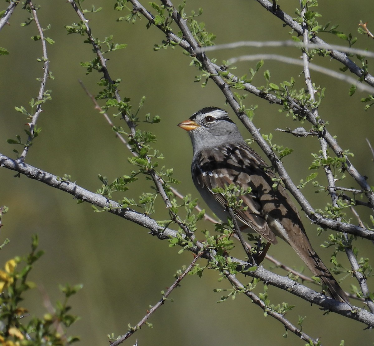White-crowned Sparrow - ML617329474