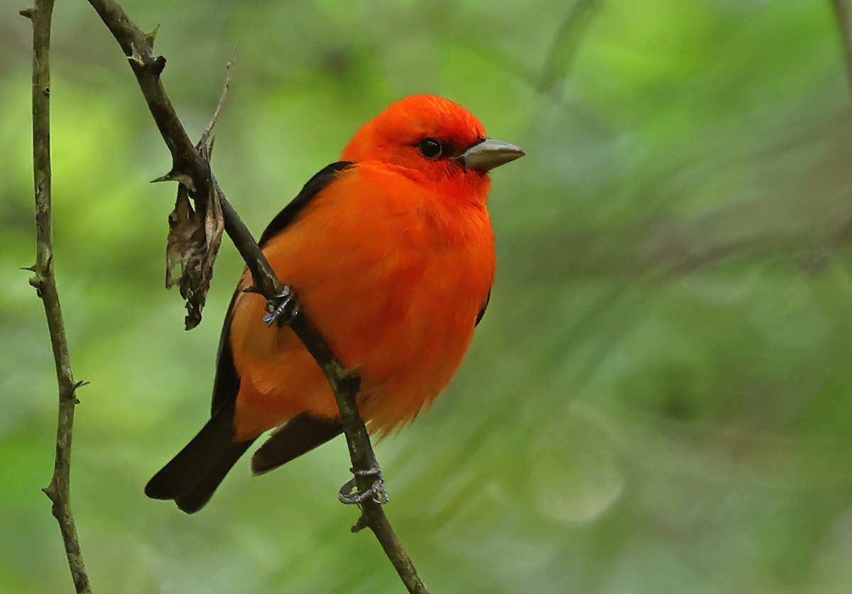 Scarlet Tanager - ML617329486