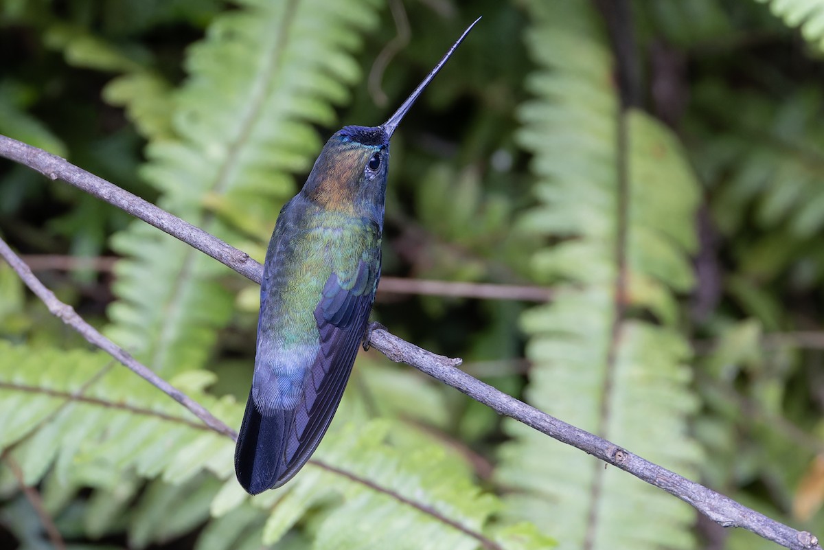 kolibřík modročelý - ML617329501