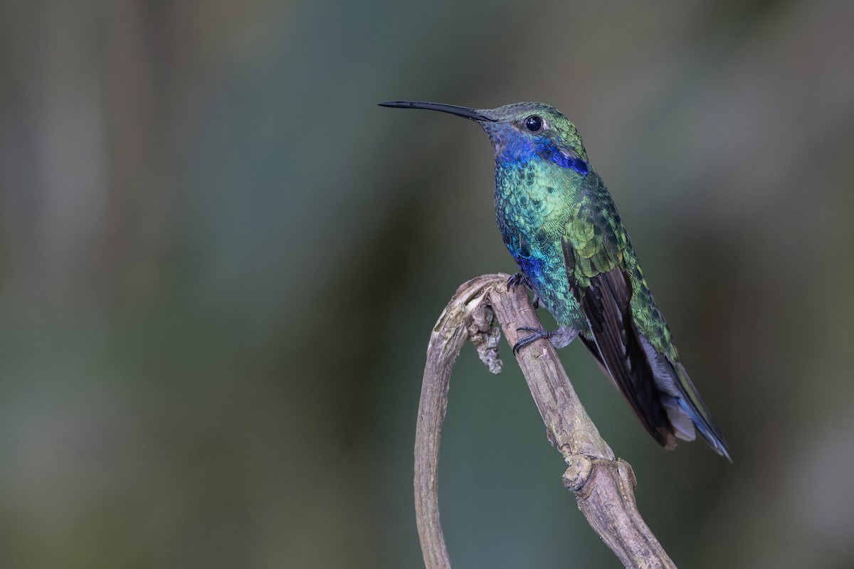 kolibřík modrolící - ML617329527