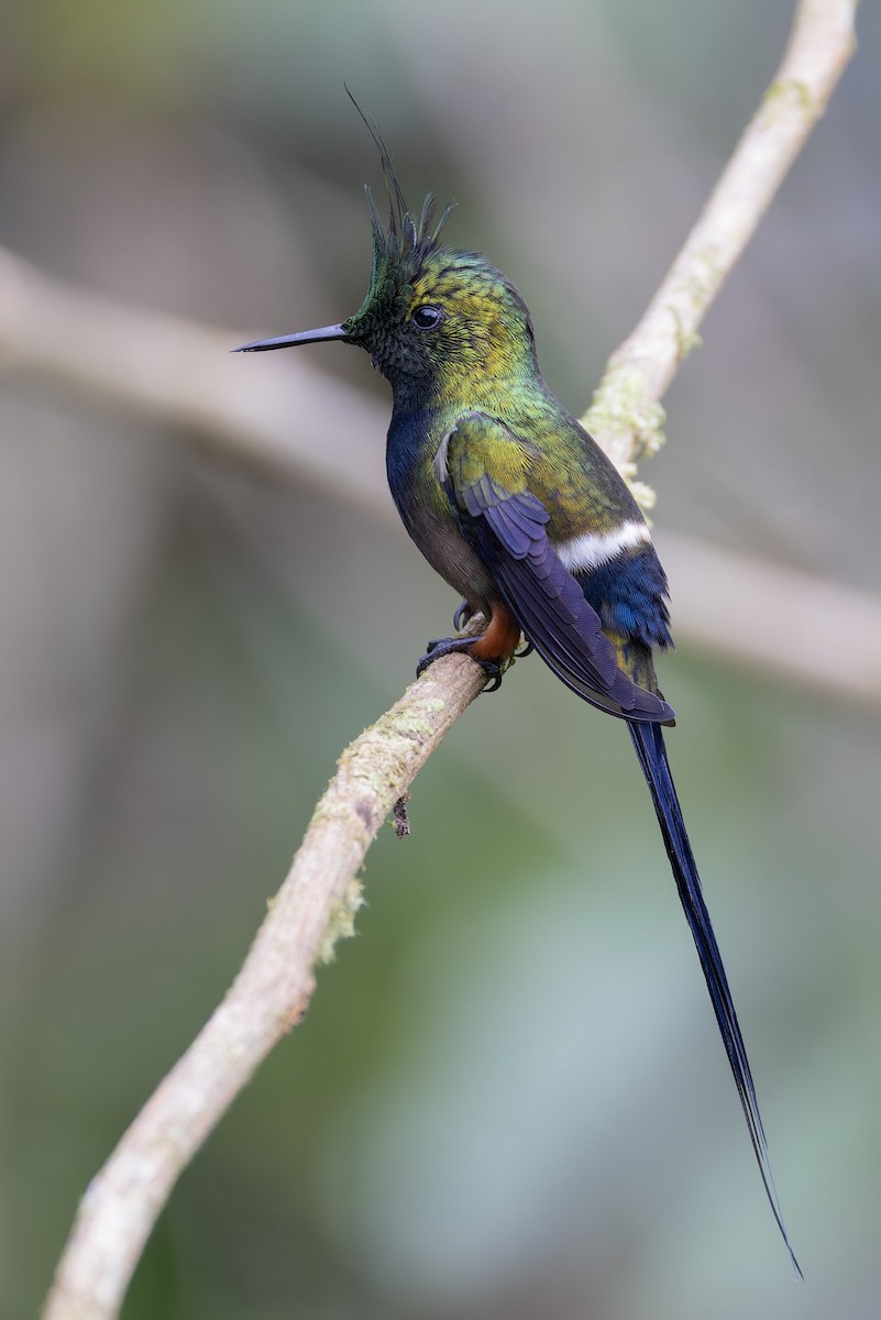 Wire-crested Thorntail - ML617329556