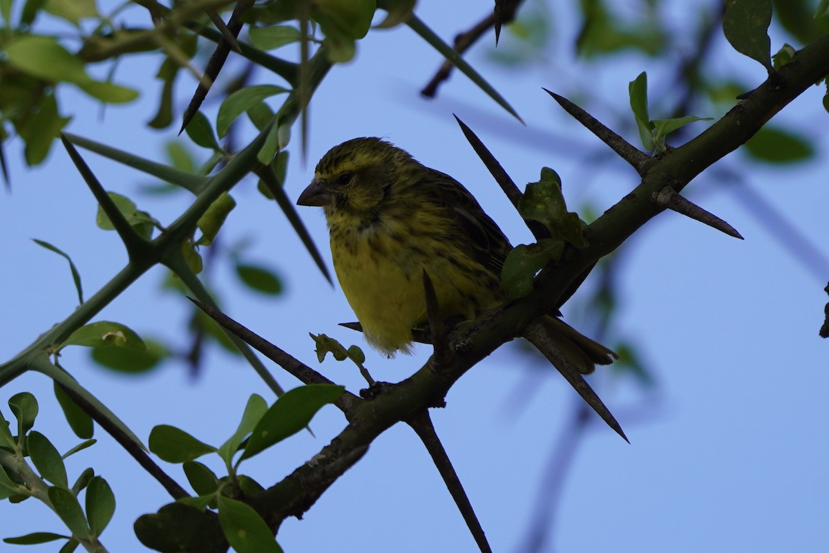 White-bellied Canary - ML617329564
