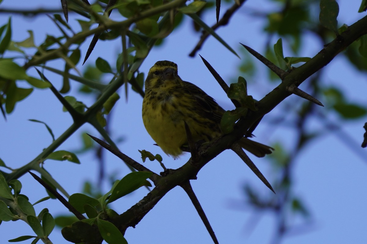 White-bellied Canary - ML617329565