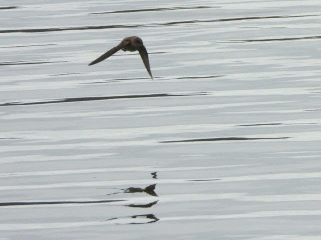 Northern Rough-winged Swallow - ML617329581