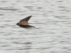 Northern Rough-winged Swallow - ML617329583