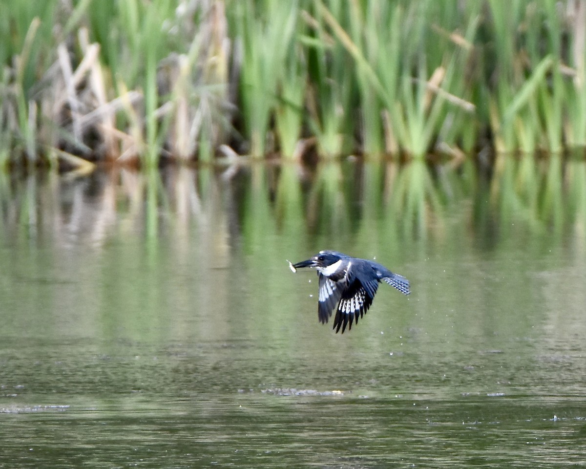 Belted Kingfisher - ML617329593