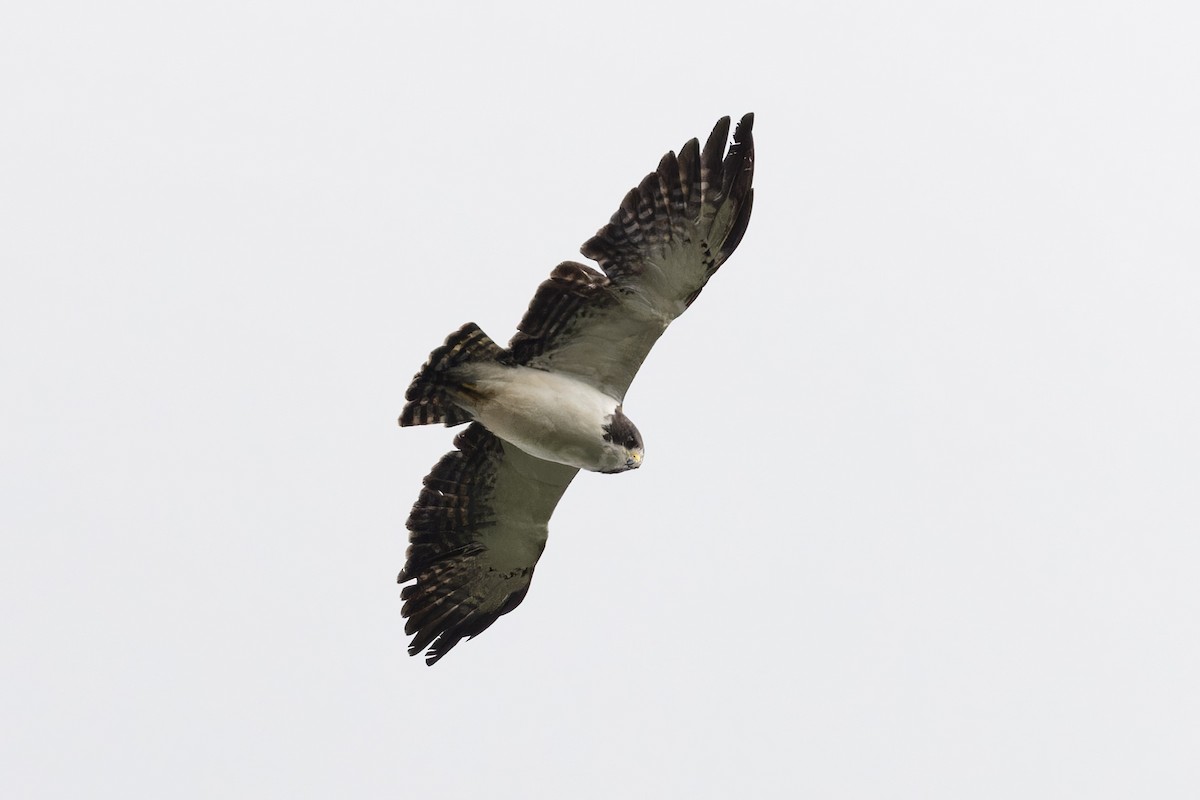 Short-tailed Hawk - Michael Todd