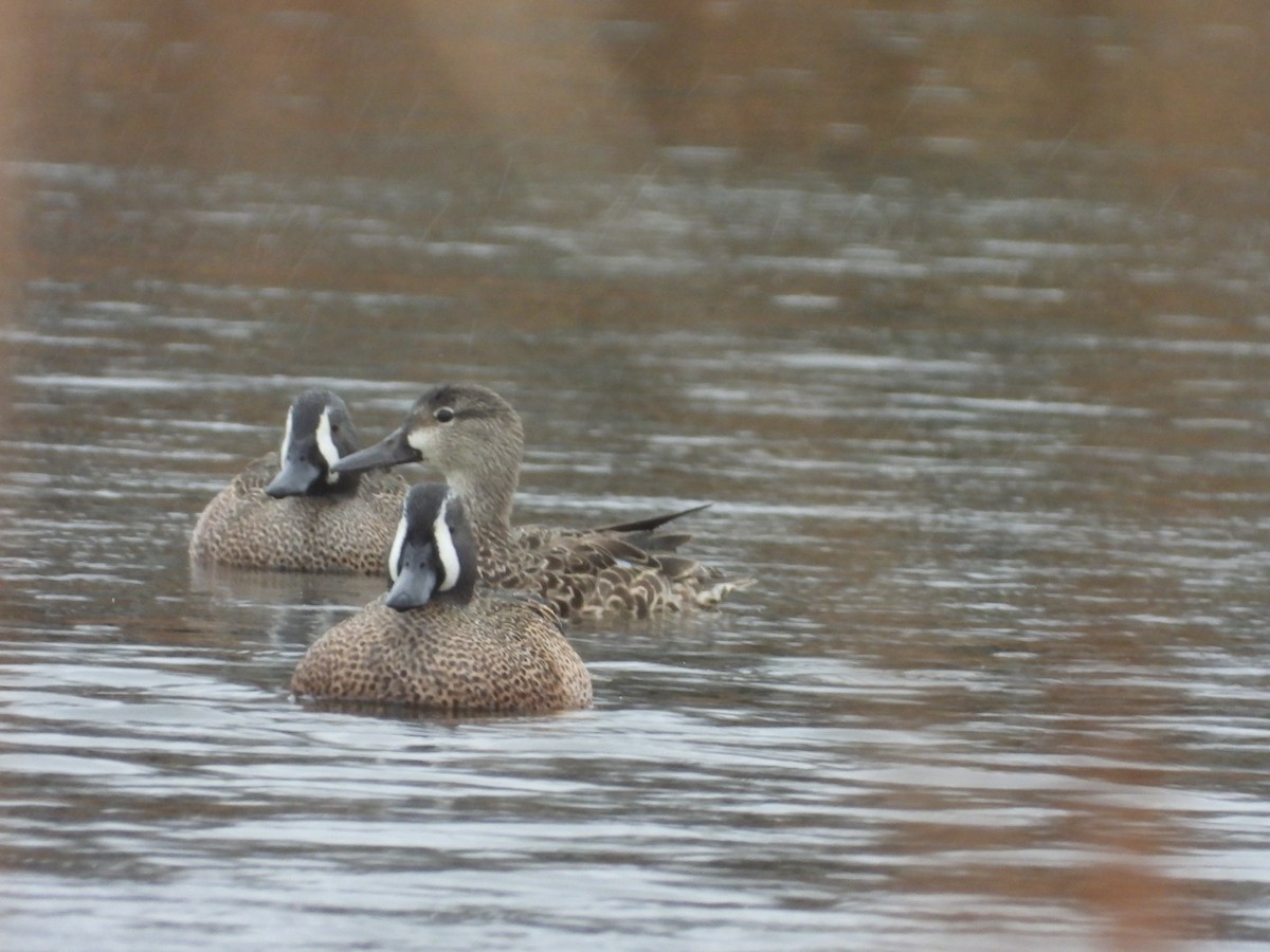 Blue-winged Teal - ML617329817