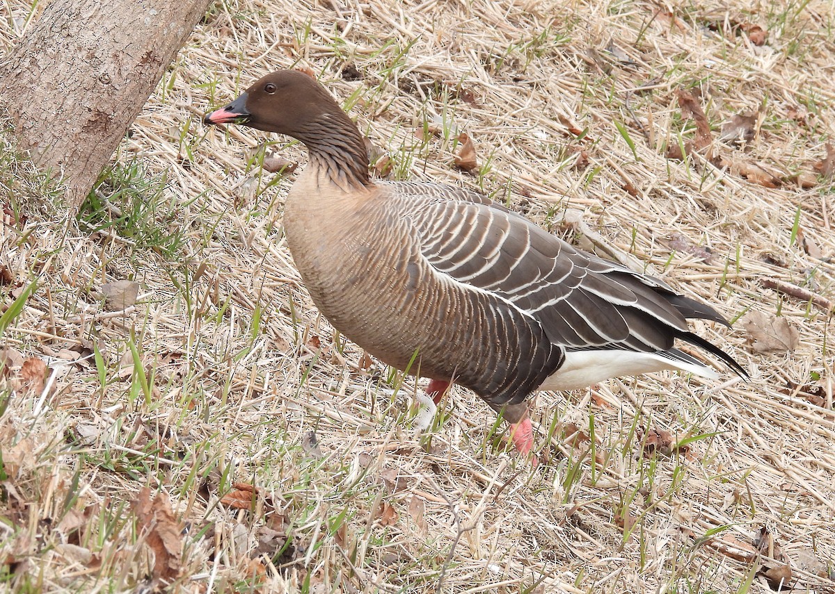 Pink-footed Goose - ML617329821