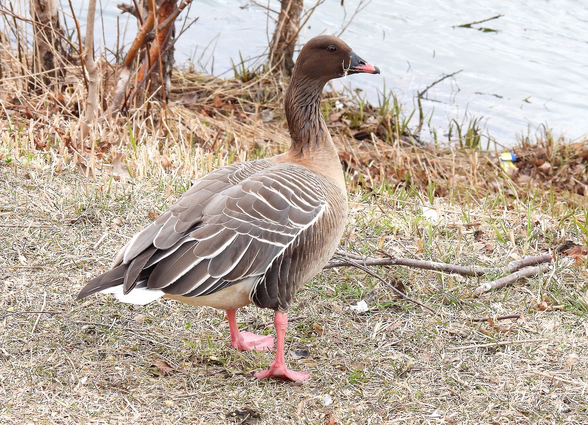Pink-footed Goose - ML617329822