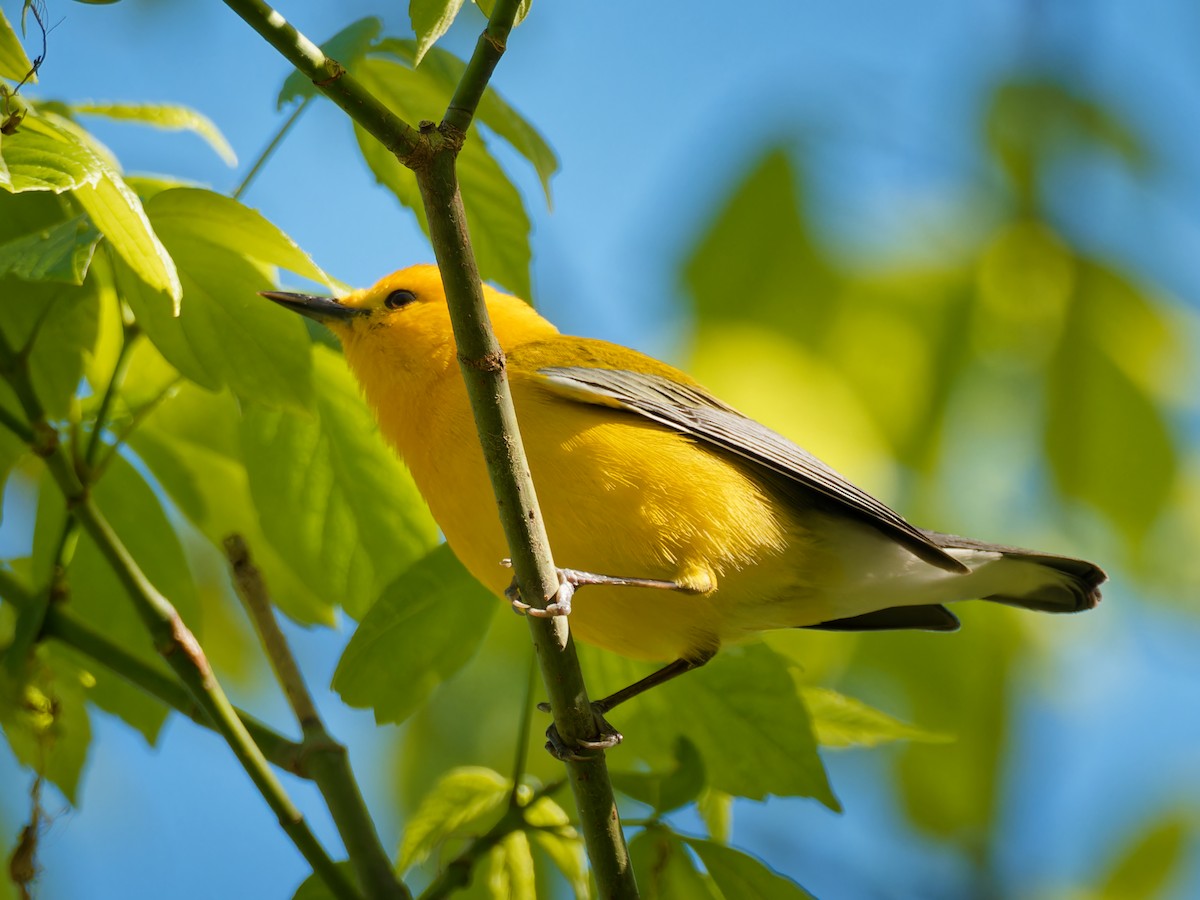 Prothonotary Warbler - ML617329846
