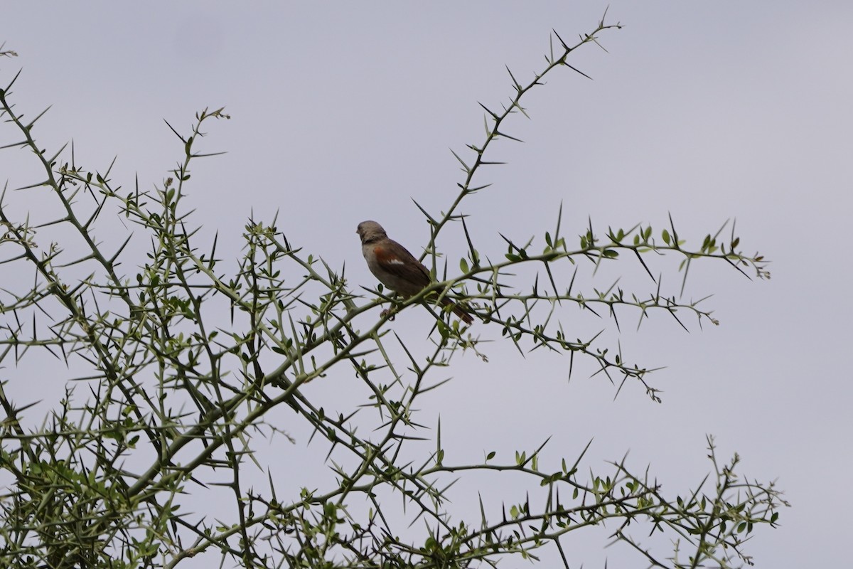 Swahili Sparrow - ML617329856