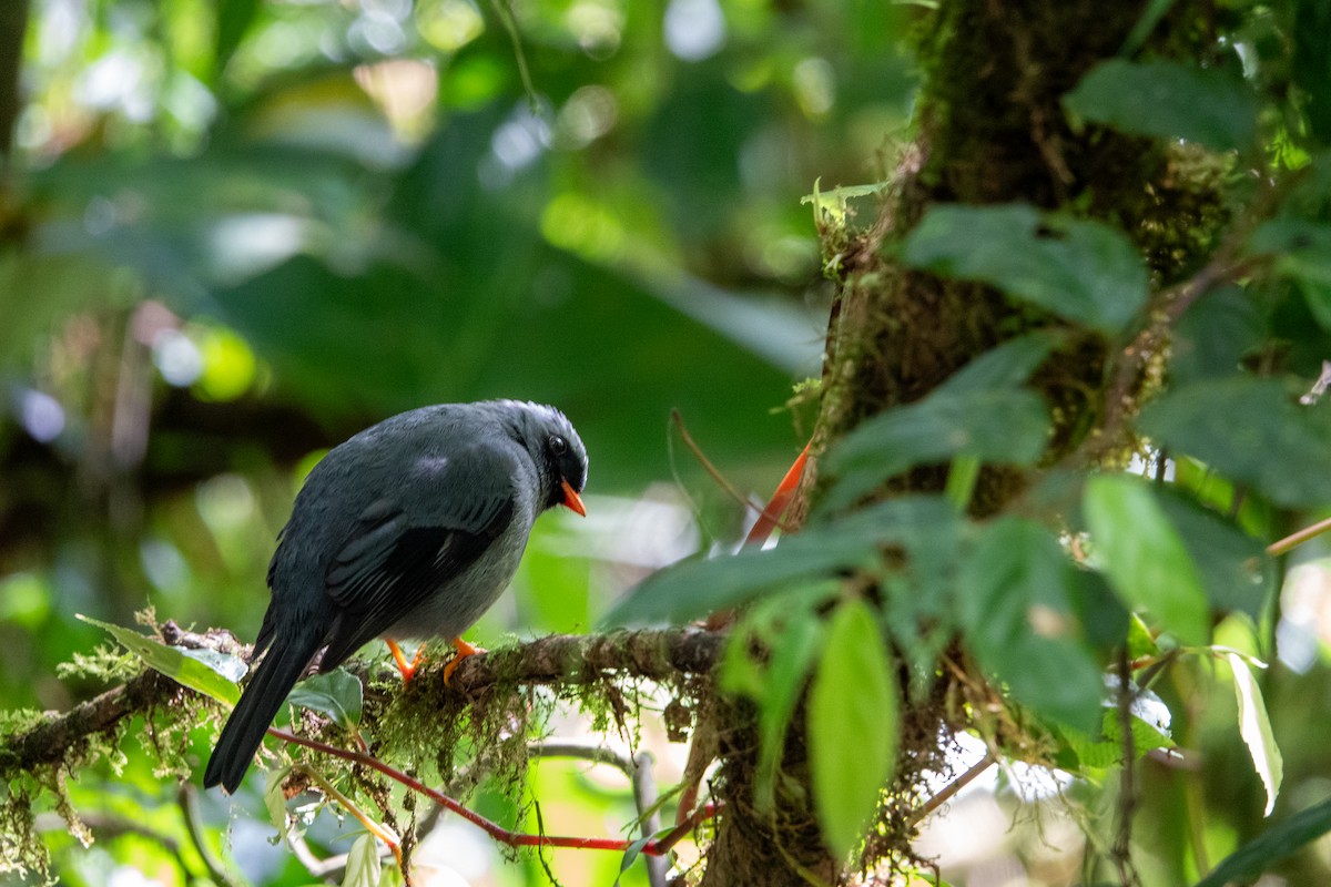 Black-faced Solitaire - ML617329964